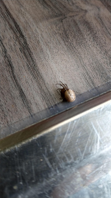 Weird-insect-thing