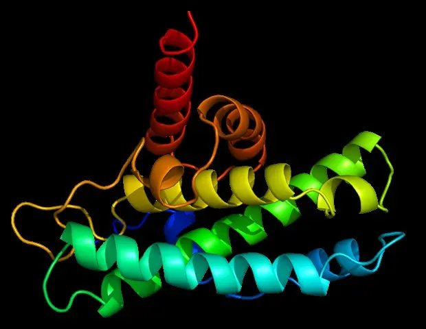 Aged Brain Cells Release Protein Linked to Memory Loss