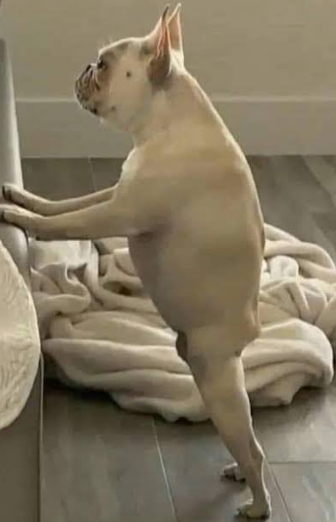 perro.png