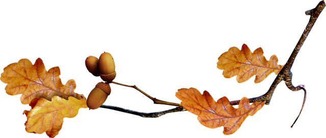 Leaves-Acorns1