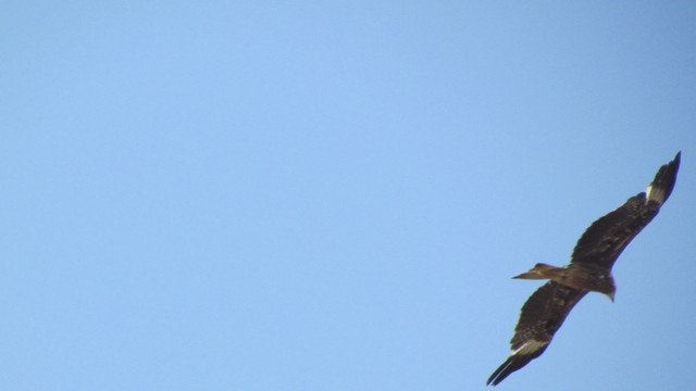IMG 0474.jpg