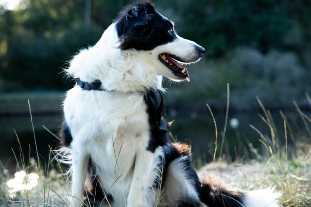 Border-Collie