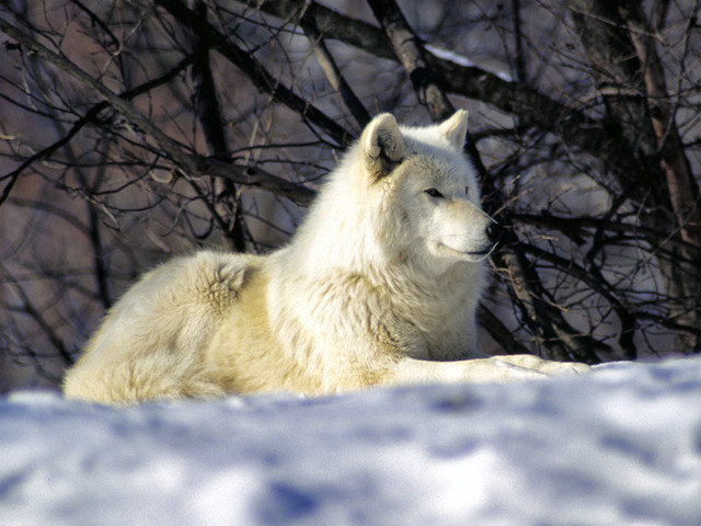 white-wolf