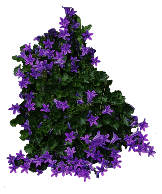 crLnWkJ
