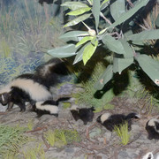 Striped Skunk