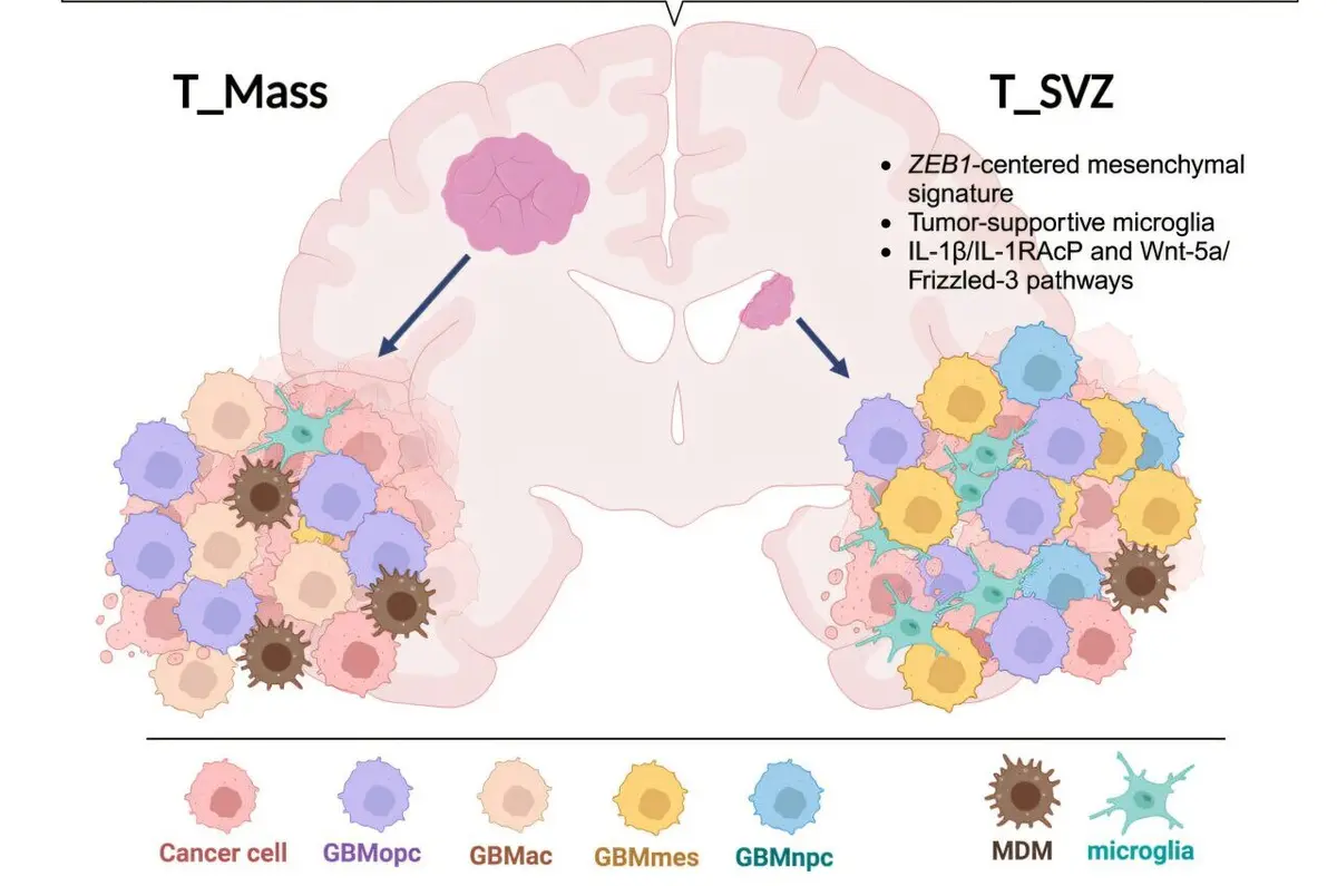 Hidden Brain Cells Linked to Cancer Return