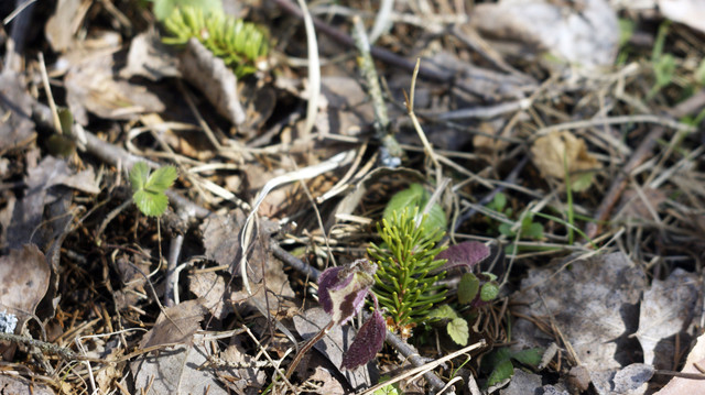 DSC9496-2.jpg
