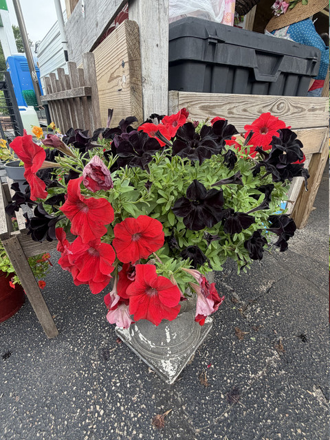 Fresh blooms grown in DJ's Fresh Market's own greenhouses, Appleton WI