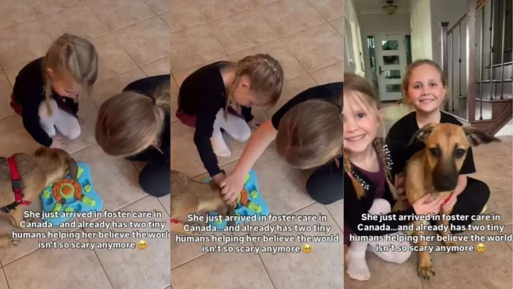 Foster Dog Finds Comfort with Little Girls