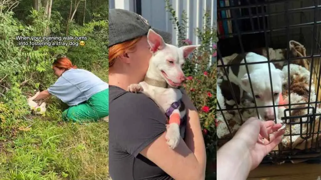 Stray Dog Found Sleeping in Bushes Gets Second Chance