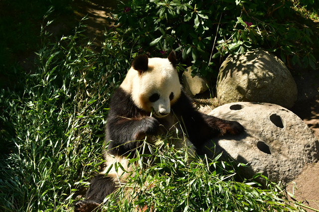 Giant Panda at Copenhagen Zoo