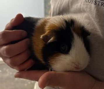 cookie