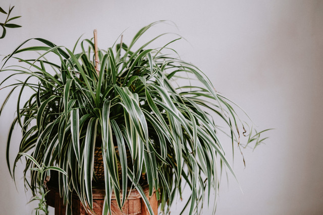 Spider Plant Care and Propagation Hindi
