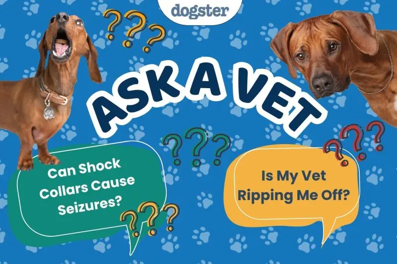 Can Shock Collars Cause Seizures in Dogs?