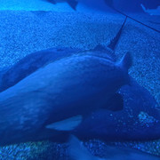 IMG-20250929-065014