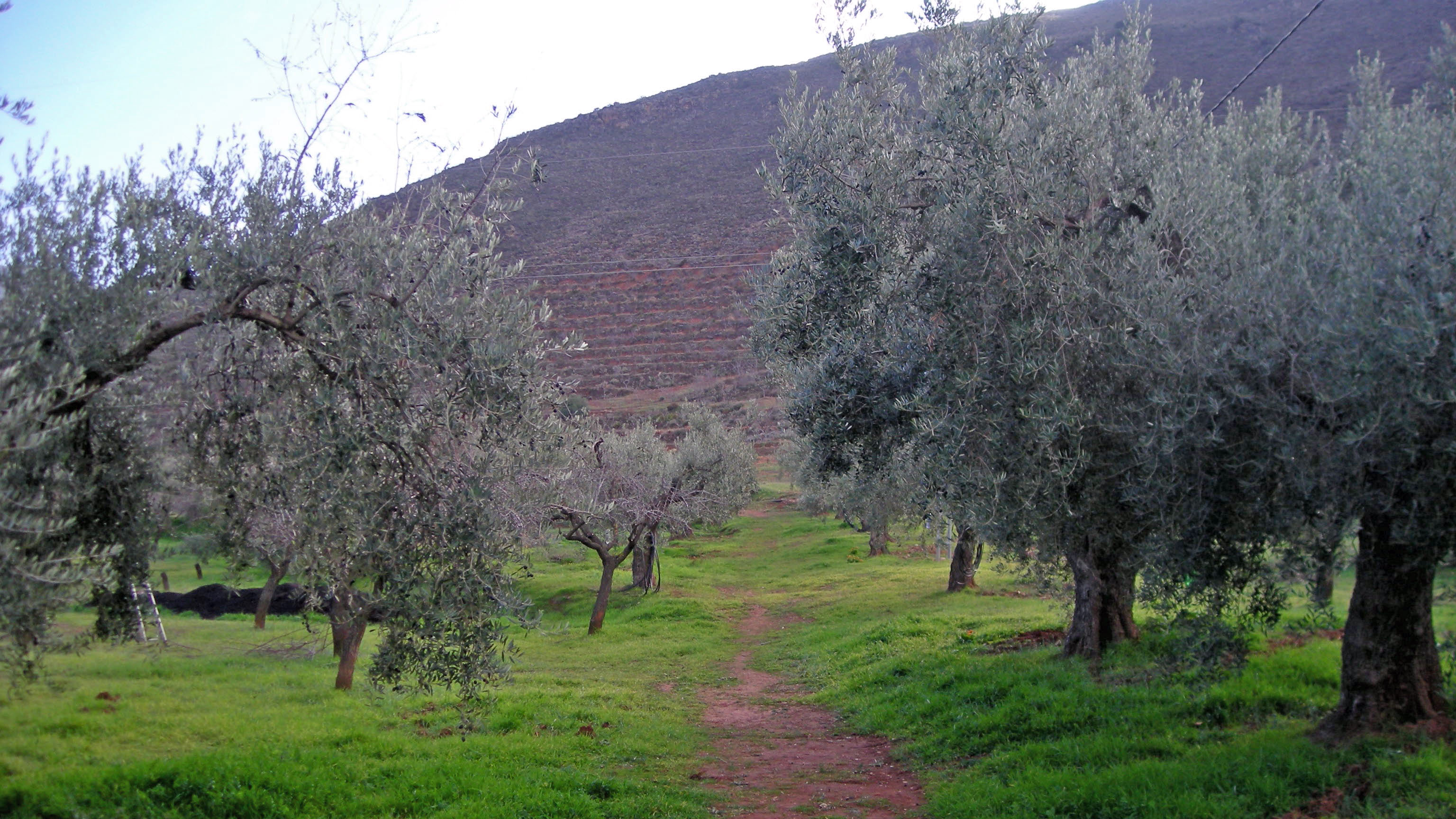 Cortijo El Cura Eco-Bodega - imagen de la galería
