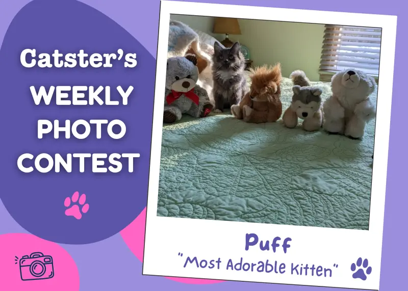 Most Adorable Kitten Crowned in Weekly Photo Contest