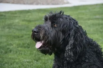 Bringing Home a Black Russian Terrier: Essential Items to Get