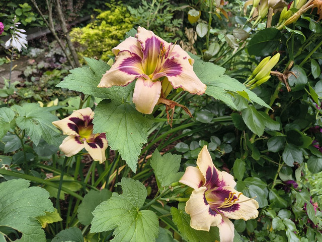 hemerocallis1.jpg