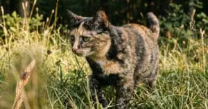 Understanding Bobcat Fever: A Hidden Threat to Outdoor Cats