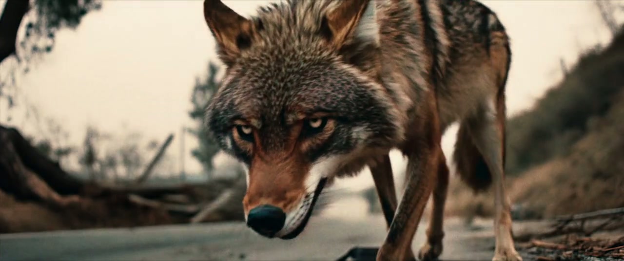Coyotes Screenshot