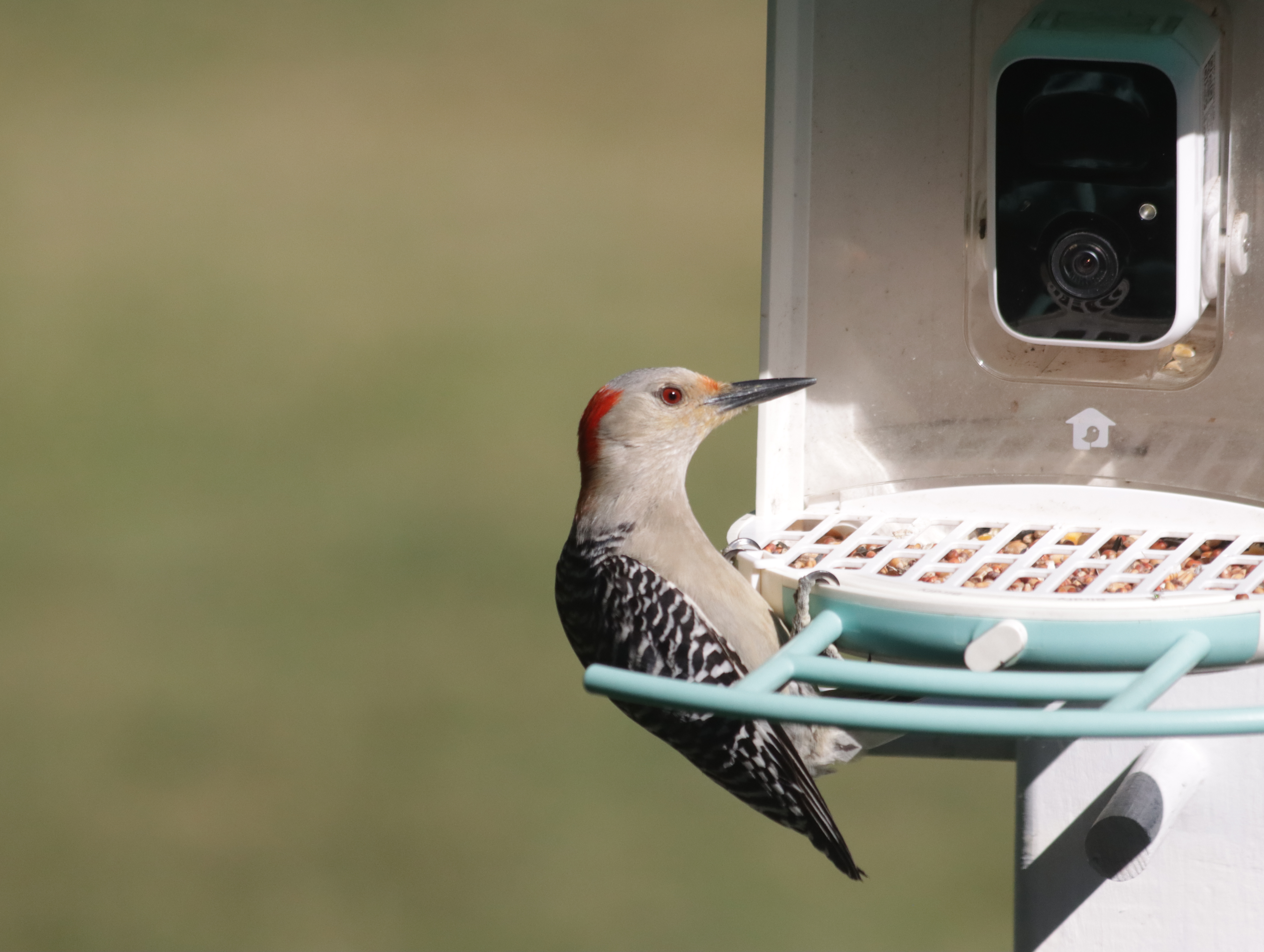 最近認識された鳥の写真
