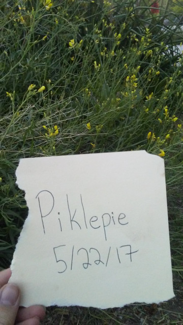 Yellow Flowers