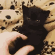 pop-claws-cat