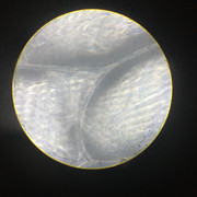 IMG-6930