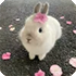 https://i.ibb.co/hJ0rkVgm/251.webp