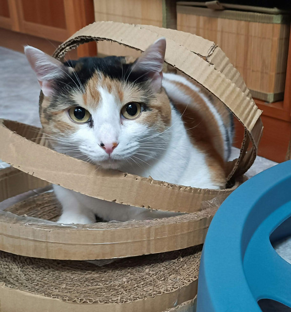 Gato