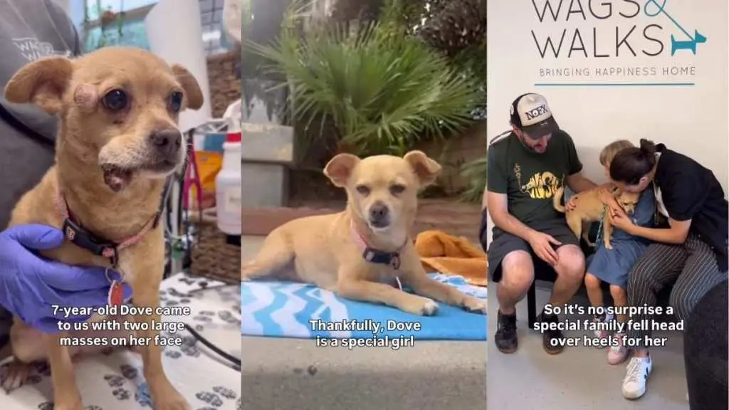 Rescue Dog Finds Forever Home After Overcoming Hardship