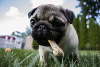 Top Supplements for Healthy Pug Puppies