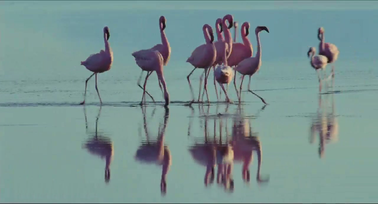 The Crimson Wing: Mystery of the Flamingos Screenshot