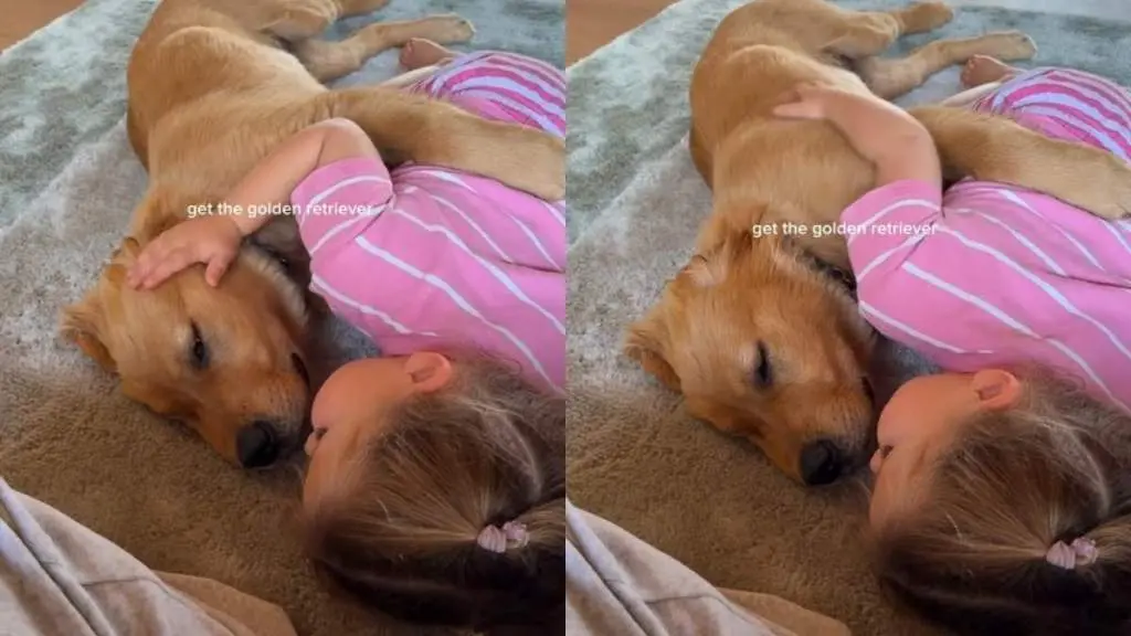 Golden Retriever Puppy Enjoys Quiet Moment