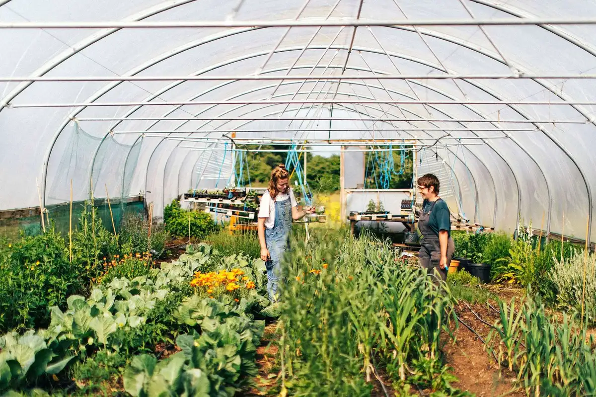 The Rise of Restaurant-Grown Produce in Britain