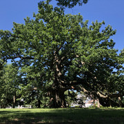 IMG 7774