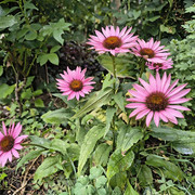 echinacea