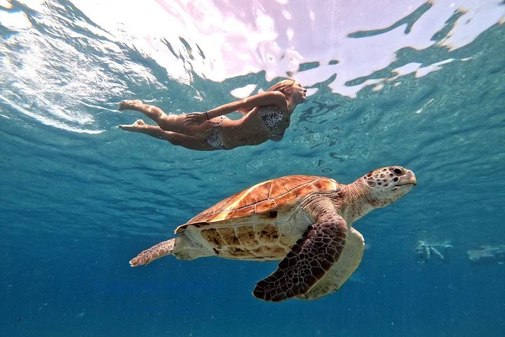 Abu Dabbab Beach – Swim with Sea Turtles from Hurghada