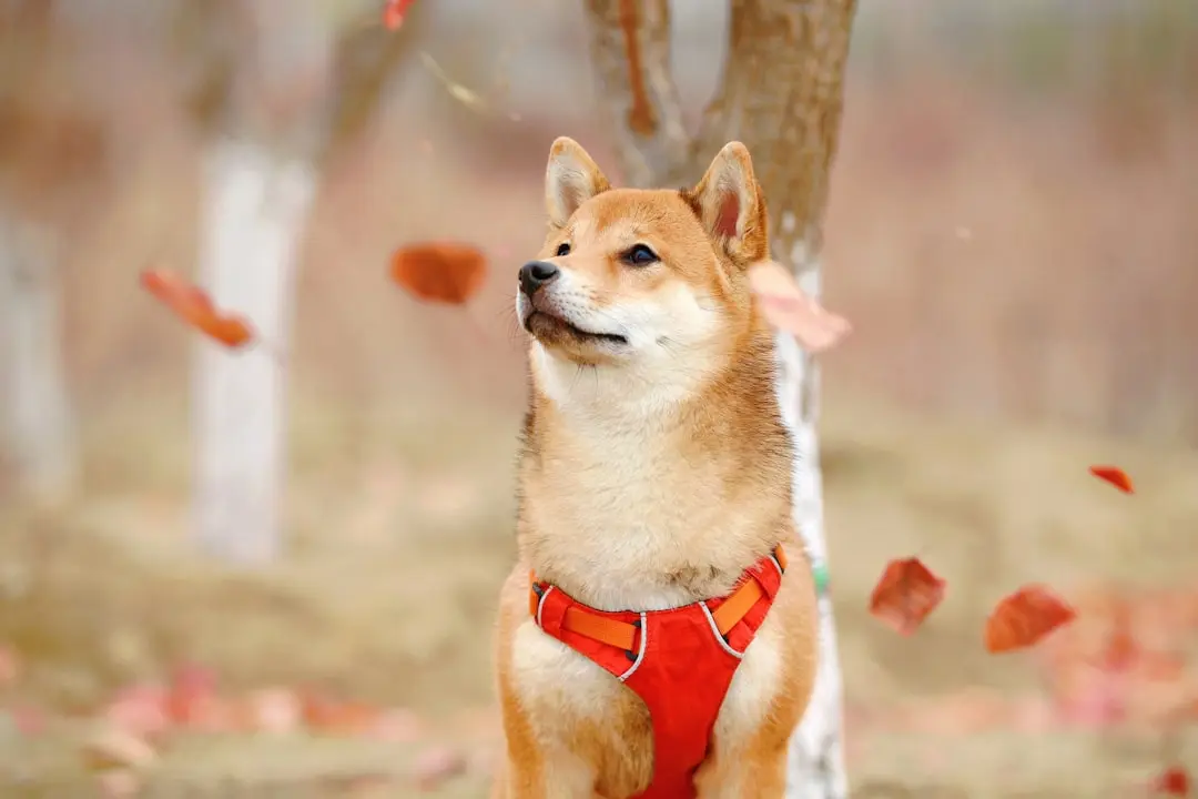 Shiba Inu Traders Rush to Self-Custody as Outflows Surge