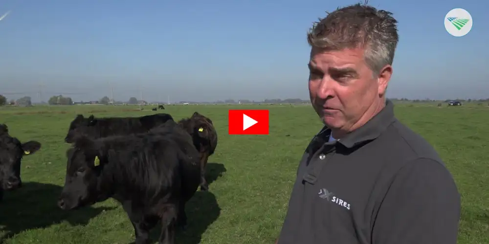 Black Angus vleespakket, met liefde en aandacht gehouden door onze boer - Bestel rechtstreeks bij de boer - Vleeskopenbijdeboer.nl