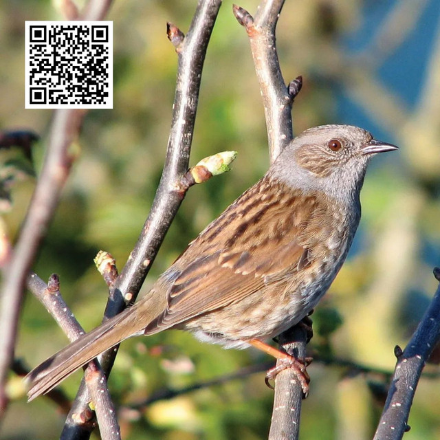 Sparrows of Pennsylvania adapt to urban environments by altering their feeding and nesting behaviors. They utilize human structures for shelter, scavenge on readily available food, and adjust their activity patterns to avoid disturbances. These adaptable birds thrive in cities by learning to coexist with people, demonstrating resilience and flexibility in rapidly changing urban landscapes. To know more visit here https://wildbirdguide.com/local-birds/american-tree-sparrow/