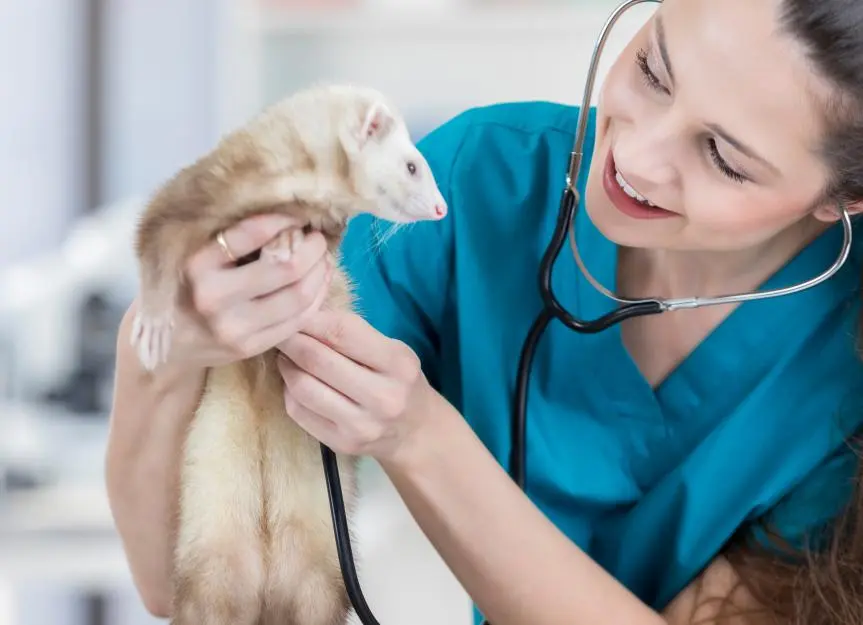 Respiratory Issues in Ferrets Explained