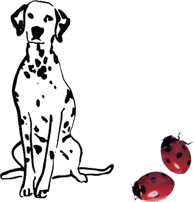Dalmatian and ladybugs