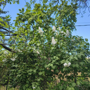 syringa1