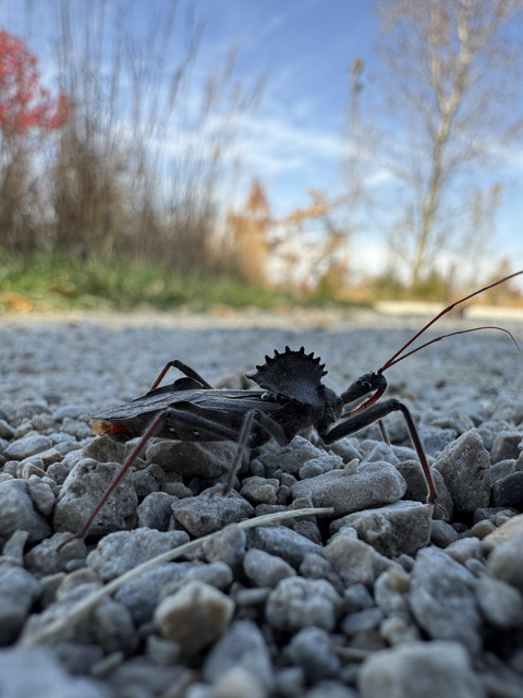 rock-bug