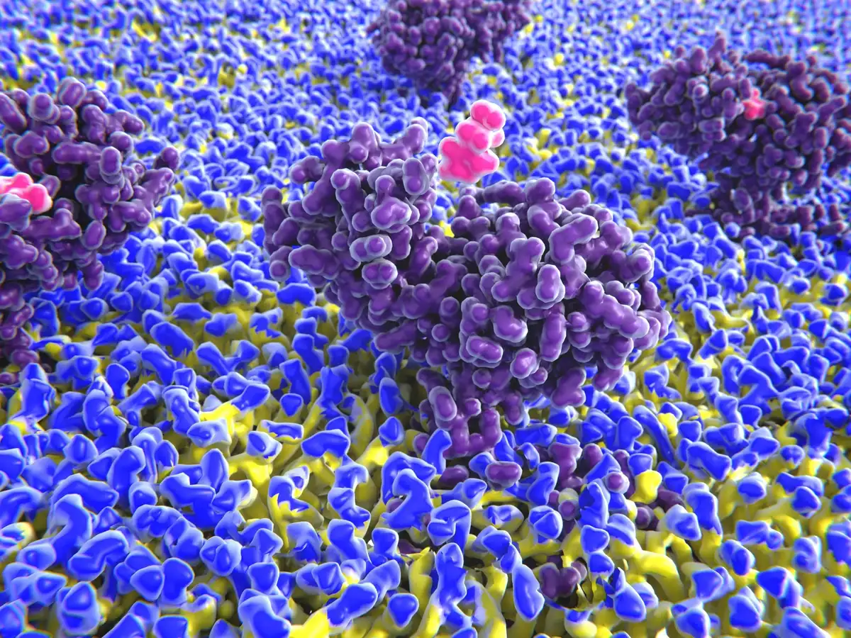 Histamine Signaling Enhances Cognitive Function and Memory Retention