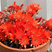 IMG-8224