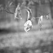 G1023015