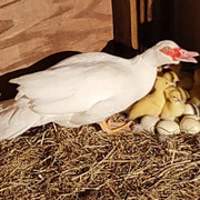 ducklings4-29-2024